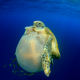 “Turtle eating Jellyfish”
